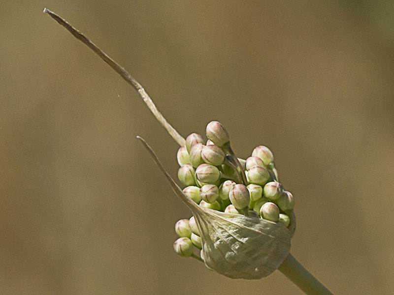 Ajo porro (Allium stearnii Pastor & Valdés)con los tépalos aún cerrados