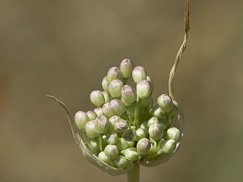 Ajo porro (Allium stearnii Pastor & Valdés)con los tépalos aún cerrados