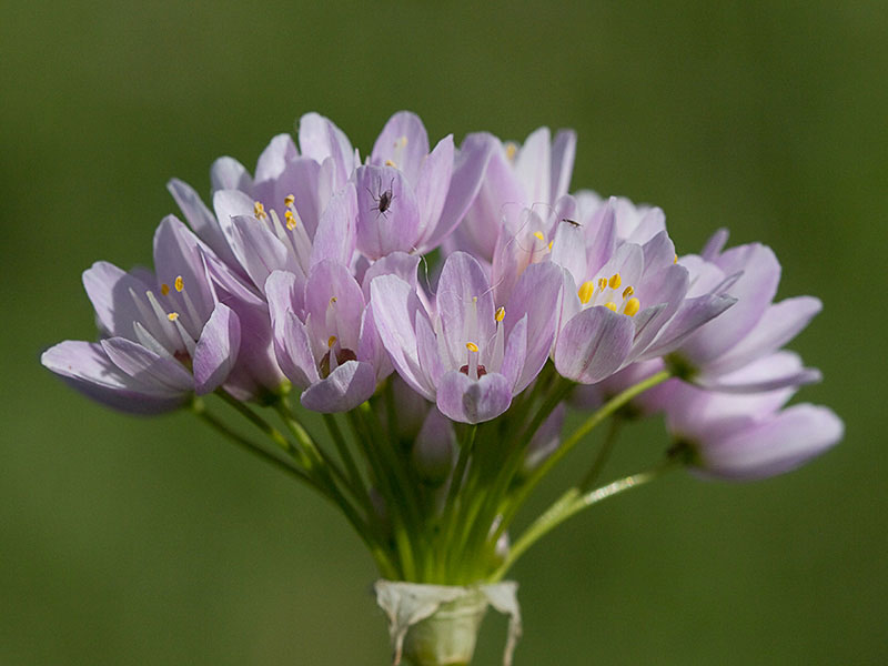 Ajo rosado, ajo de culebra o ajo campesino (Allium roseum)