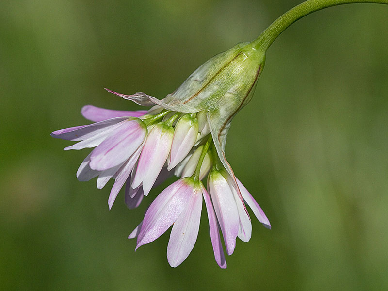 Inflorescencia del Ajo rosado, ajo de culebra o ajo campesino (Allium roseum)