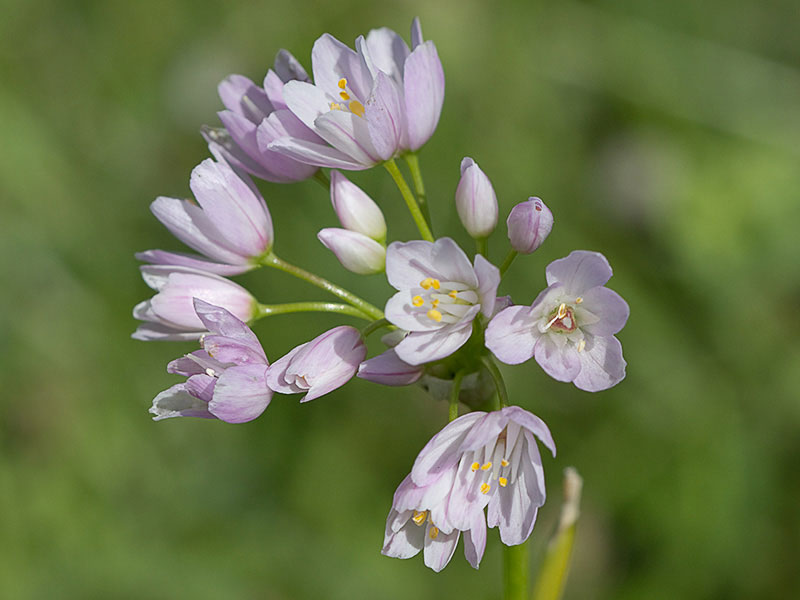 Inflorescencia del Ajo rosado, ajo de culebra o ajo campesino (Allium roseum)