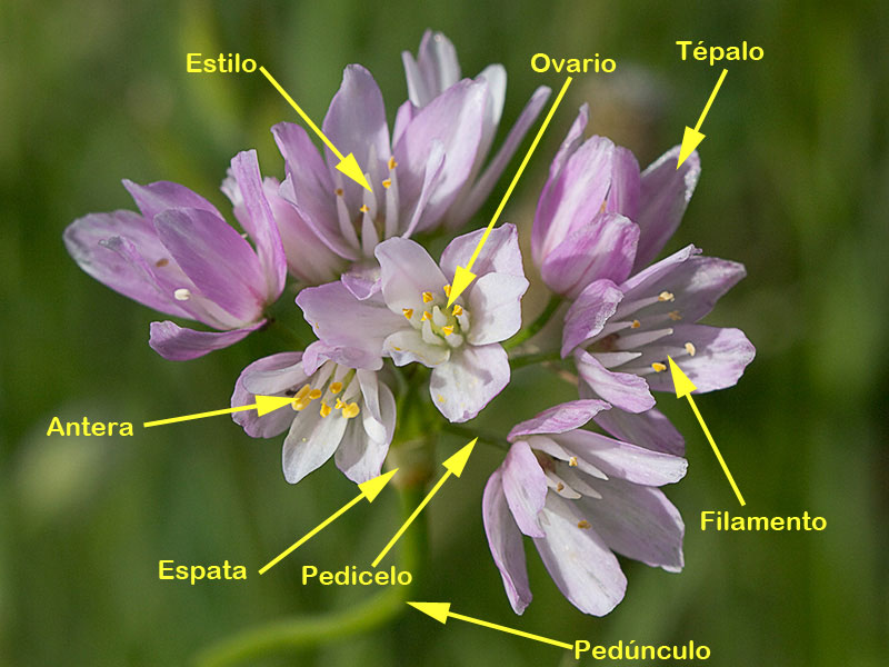 Inflorescencia del Ajo rosado, ajo de culebra o ajo campesino (Allium roseum)