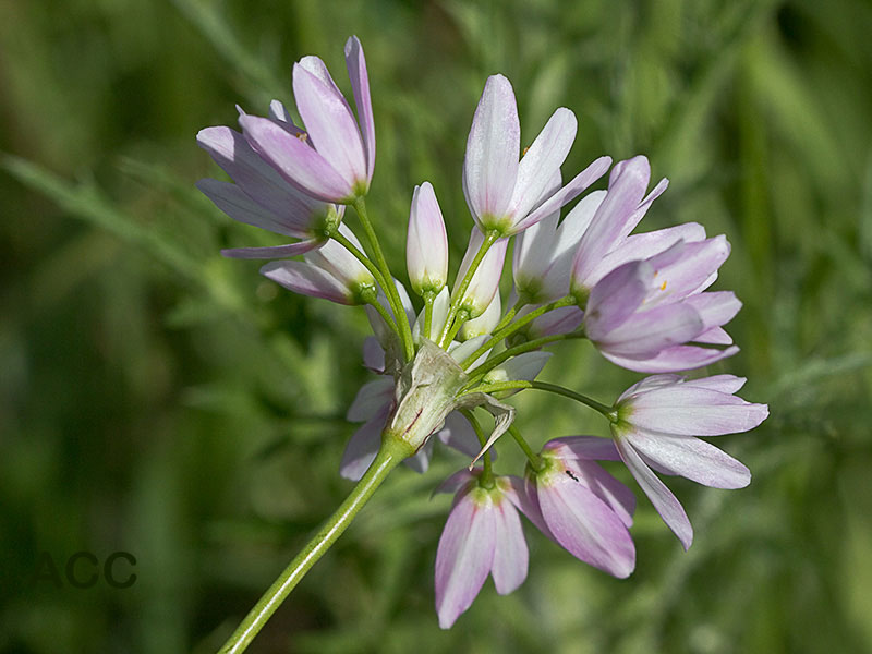 Inflorescencia del Ajo rosado, ajo de culebra o ajo campesino (Allium roseum)