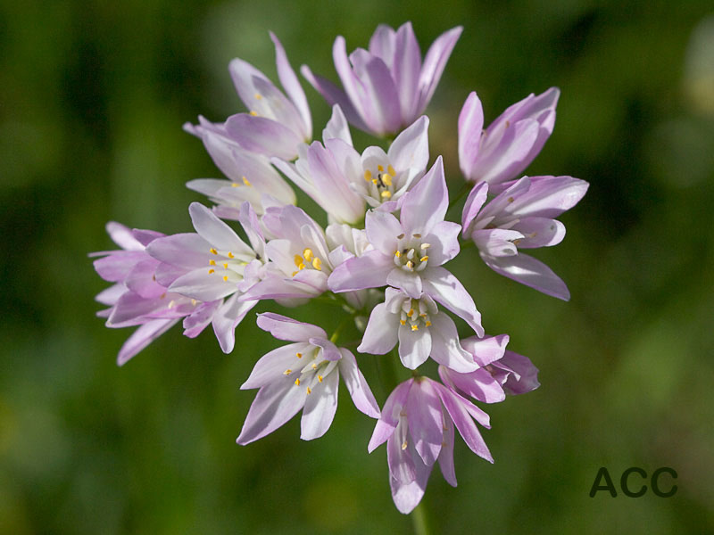 Inflorescencia del Ajo rosado, ajo de culebra o ajo campesino (Allium roseum)
