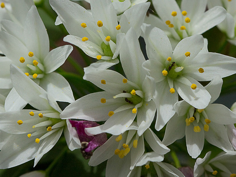Inflorescencia del Ajo rosado, ajo de culebra o ajo campesino (Allium roseum)