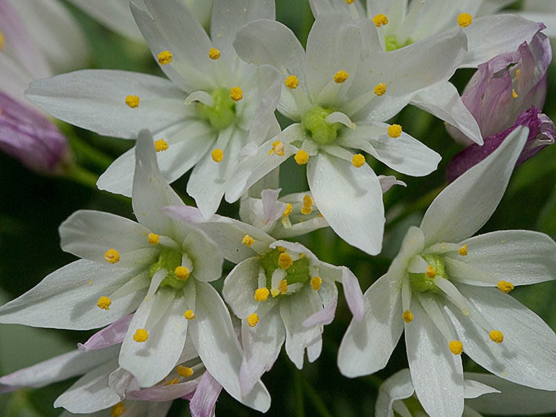 Inflorescencia del Ajo rosado, ajo de culebra o ajo campesino (Allium roseum)