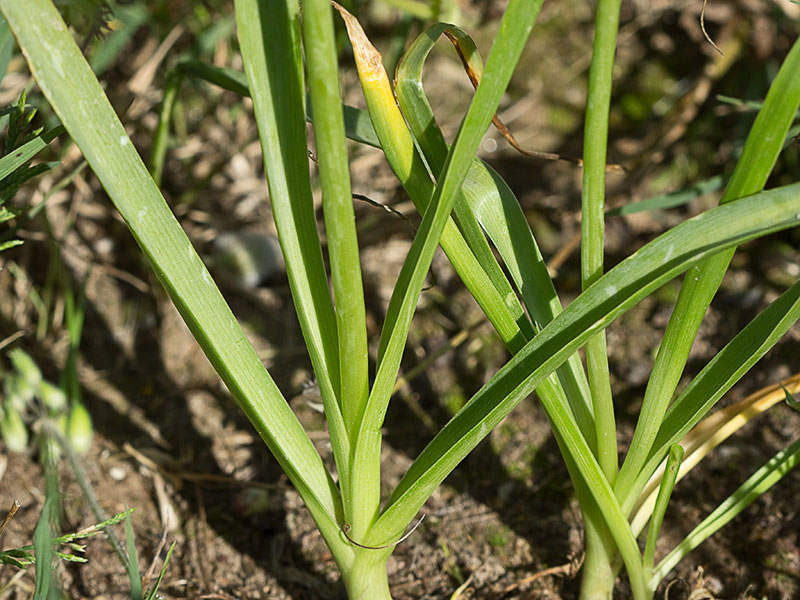 Tallo y hojas del Ajo rosado, ajo de culebra o ajo campesino (Allium roseum)