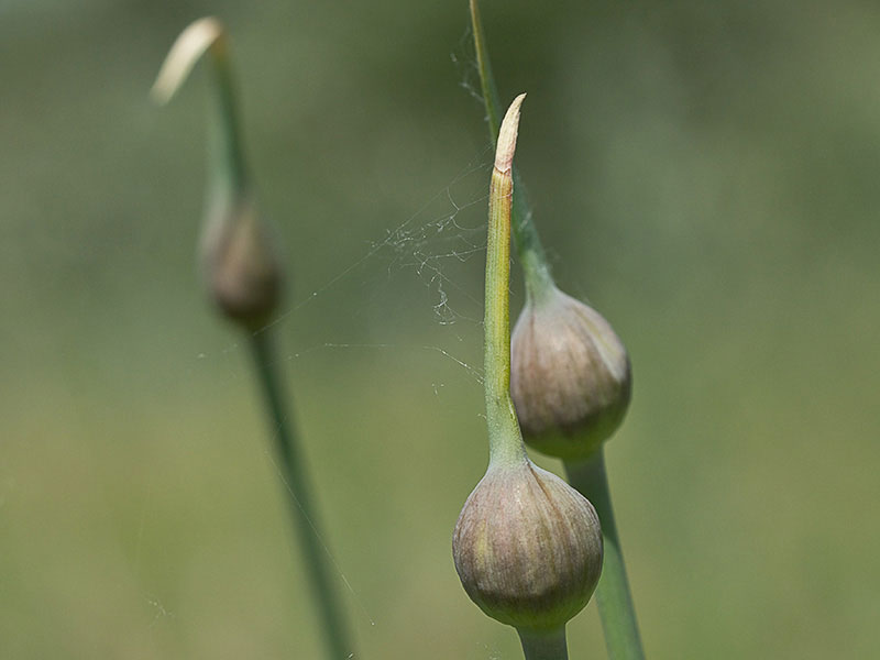 Ajo rosado, ajo de culebra o ajo campesino (Allium roseum) antes de la antesis cubierto por la espata