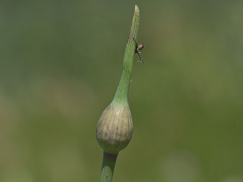 Ajo rosado, ajo de culebra o ajo campesino (Allium roseum) antes de la antesis cubierto por la espata