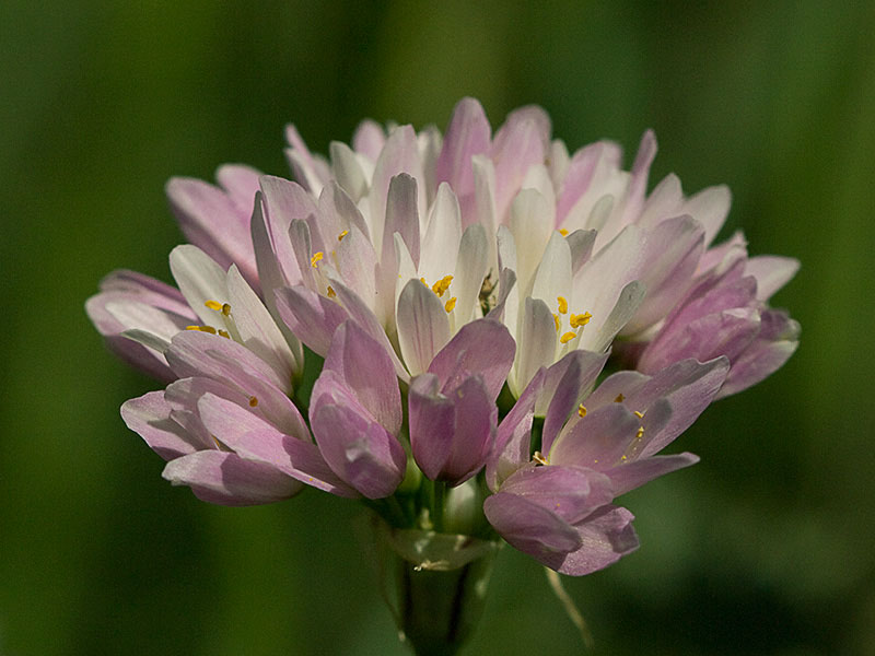 Inflorescencia del Ajo rosado, ajo de culebra o ajo campesino (Allium roseum)