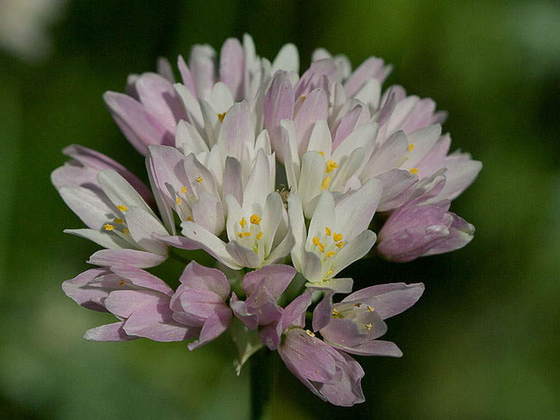 Inflorescencia del Ajo rosado, ajo de culebra o ajo campesino (Allium roseum)