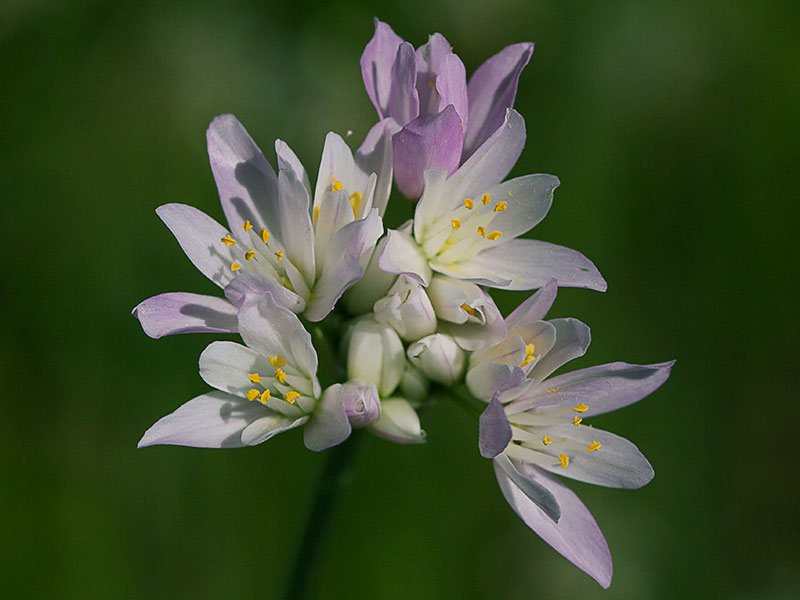 Ajo rosado, ajo de culebra o ajo campesino (Allium roseum) al comienzo de la antesis