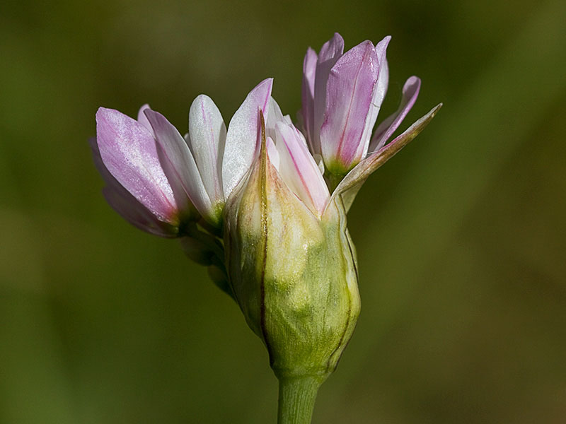 Ajo rosado, ajo de culebra o ajo campesino (Allium roseum) al comienzo de la antesis