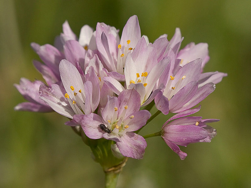 Inflorescencia del Ajo rosado, ajo de culebra o ajo campesino (Allium roseum)