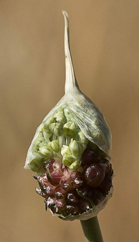 Allium vineale, ajo silvestre