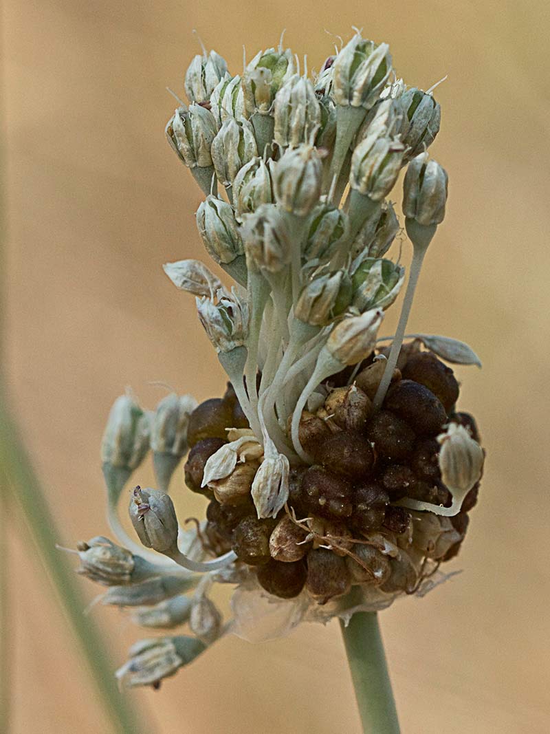 Allium vineale, ajo silvestre