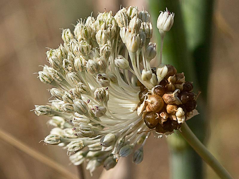 Allium vineale, ajo silvestre
