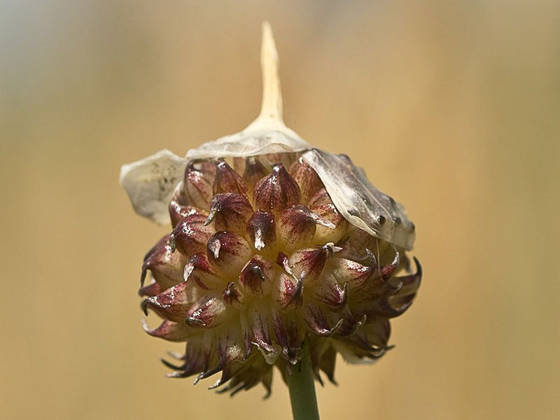 Allium vineale, ajo silvestre