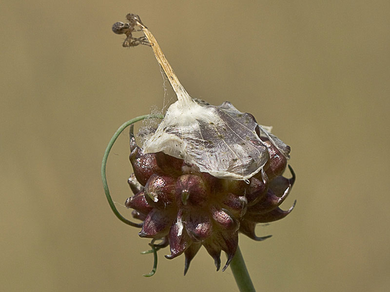 Allium vineale, ajo silvestre