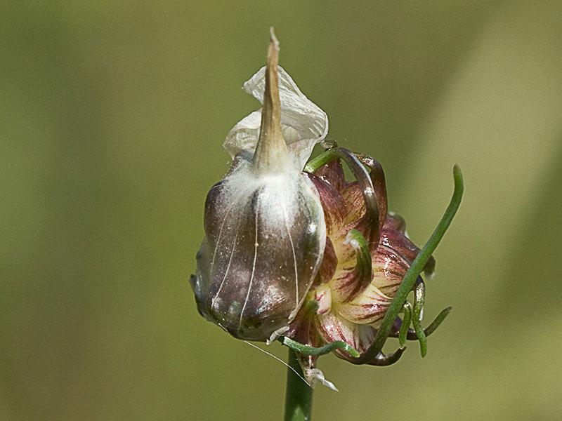 Allium vineale, ajo silvestre