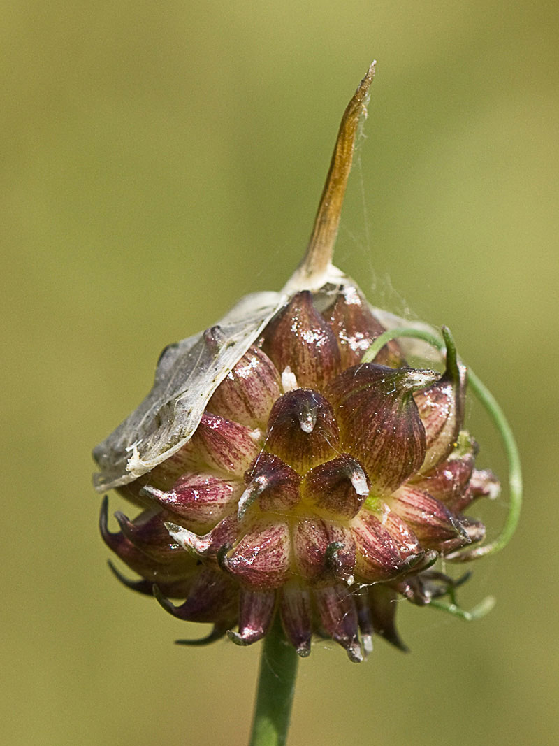 Allium vineale, ajo silvestre