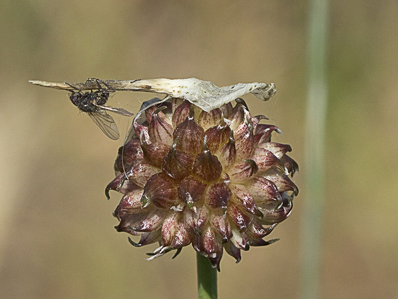 Allium vineale, ajo silvestre