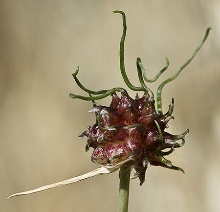 Allium vineale, ajo silvestre