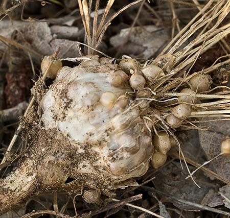 Allium vineale, bulbo del ajo silvestre