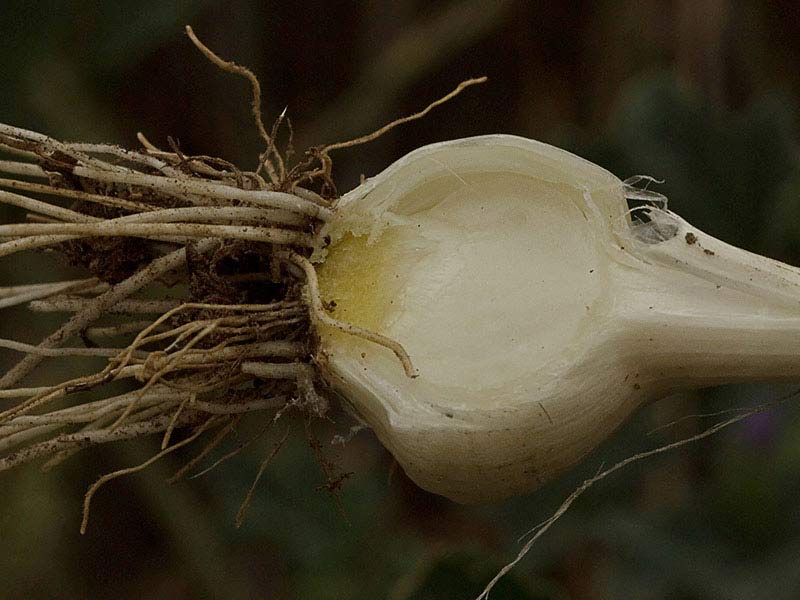 Allium vineale, ajo silvestre