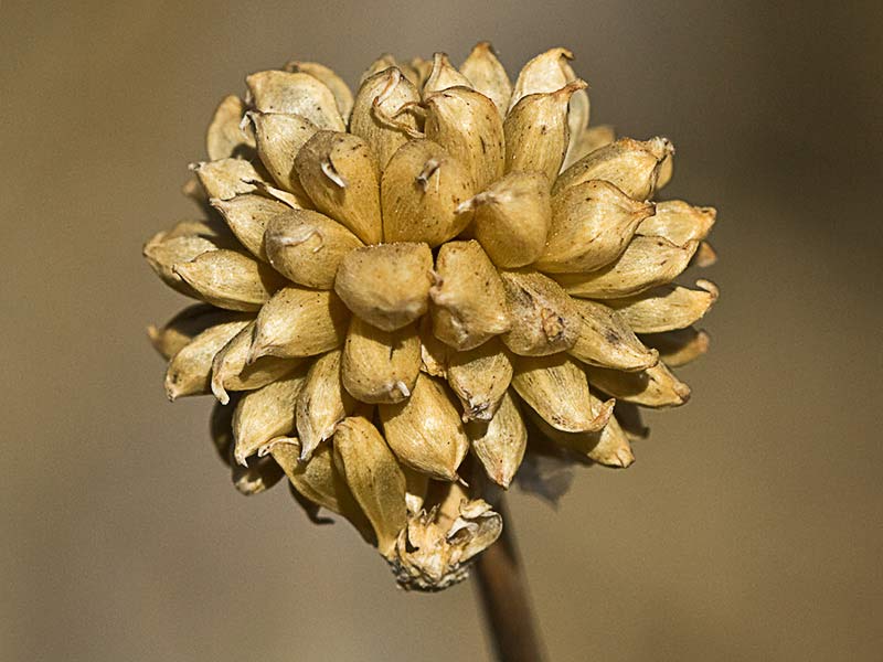 Allium vineale, ajo silvestre