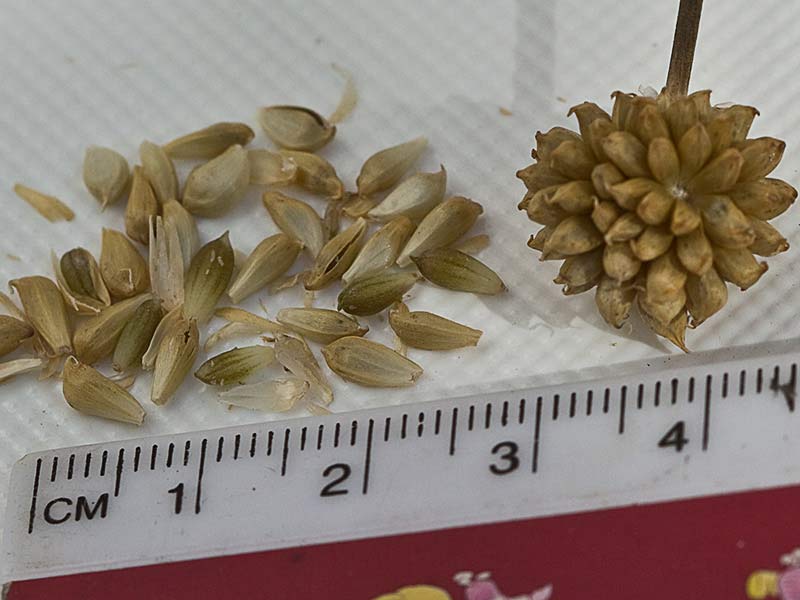 Allium vineale, ajo silvestre
