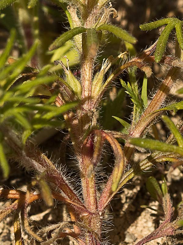 Ajuga o pinillo (Ajuga chamaepitys)