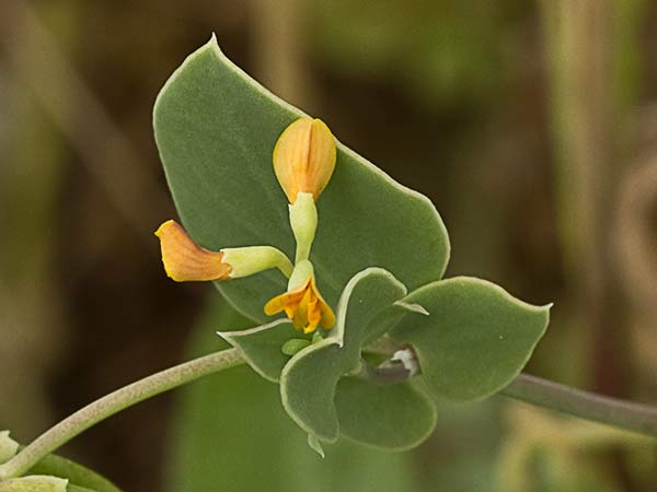 Alacranera (Coronilla scorpioides)