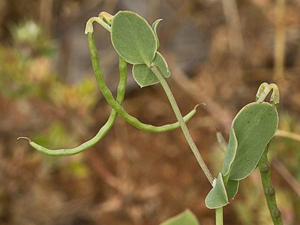 Alacranera (Coronilla scorpioides)