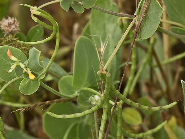 Alacranera (Coronilla scorpioides)