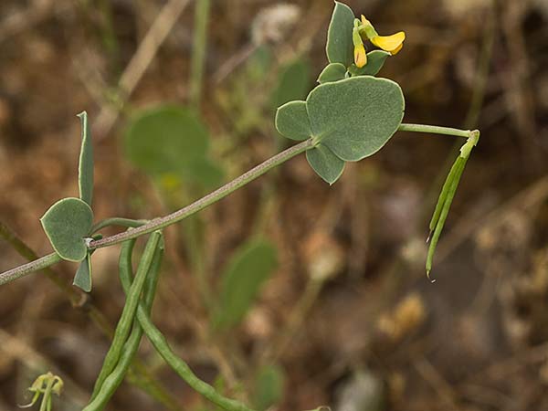 Alacranera (Coronilla scorpioides)