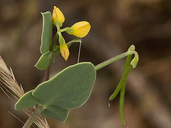 Alacranera (Coronilla scorpioides)