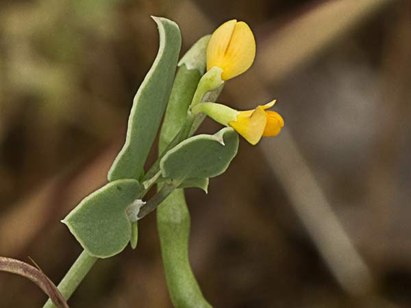 Alacranera (Coronilla scorpioides)