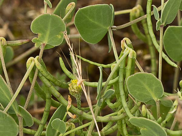 Alacranera (Coronilla scorpioides)