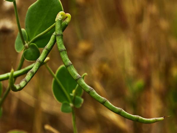 Alacranera (Coronilla scorpioides)
