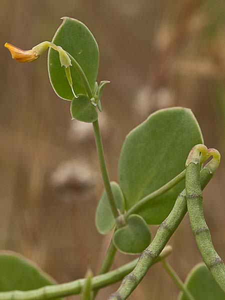 Alacranera (Coronilla scorpioides)