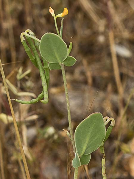 Alacranera (Coronilla scorpioides)