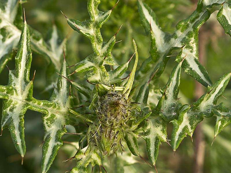 Cardo blanco (Silybum marianum)