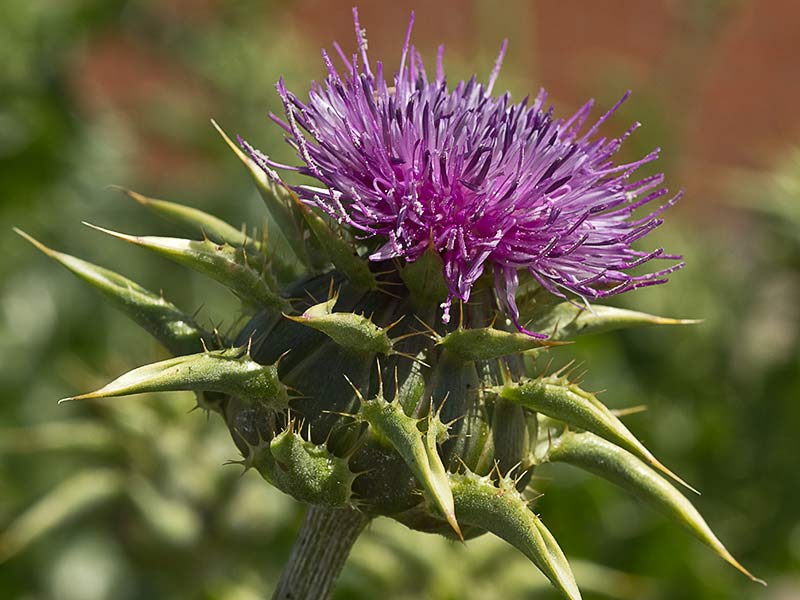 Flor del cardo blanco o mariano (Silybum marianum)