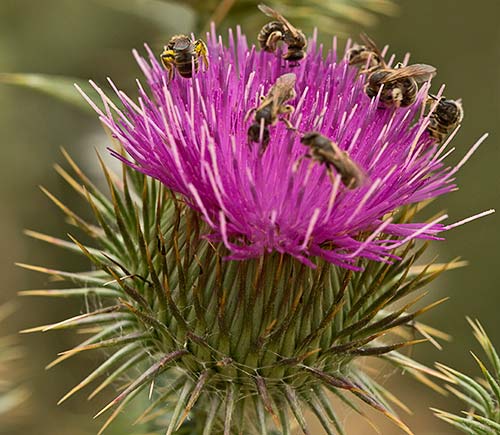 Inflorescencia del Onopordum acanthium, Alcachofa borriquera