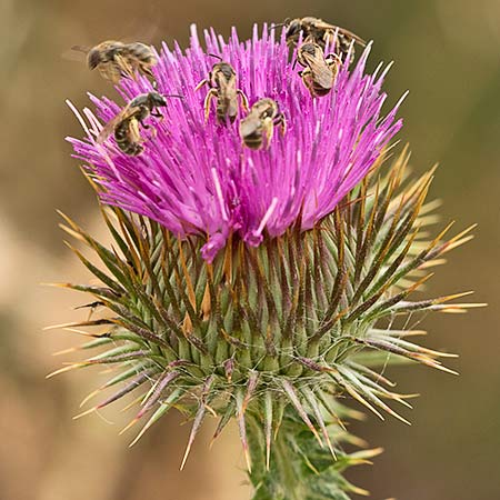 Inflorescencia del Onopordum acanthium, Alcachofa borriquera