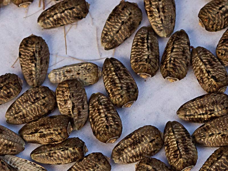 Semillas de la Onopordum acanthium, Alcachofa borriquera