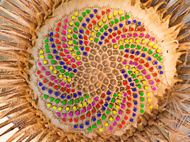 Espirales de crecimiento dextrógiras en el receptáculo de la Onopordum acanthium, Alcachofa borriquera