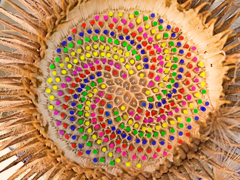 Espirales de crecimiento levógiras en el receptáculo de la Onopordum acanthium, Alcachofa borriquera