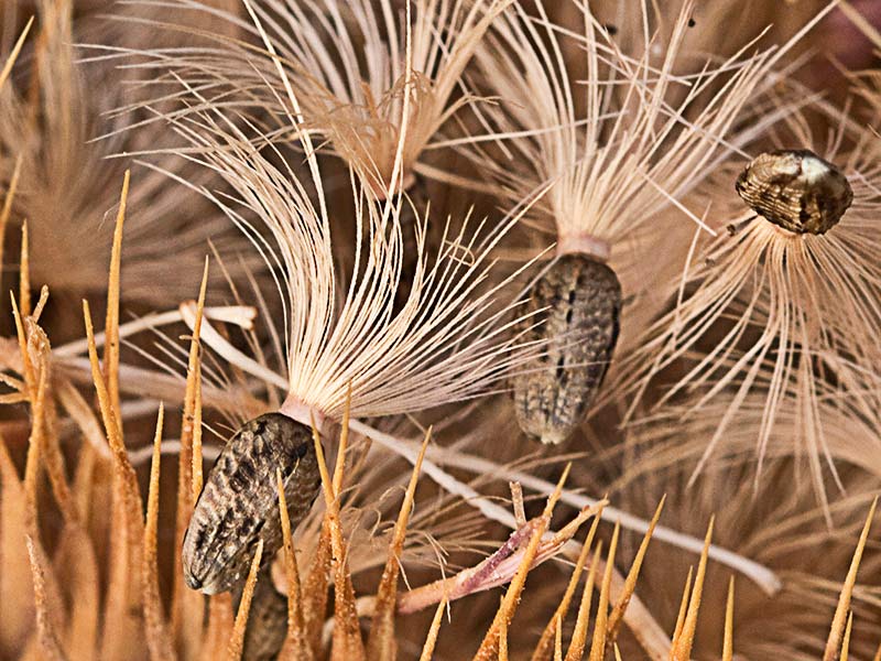 Cipselas de la Onopordum acanthium, Alcachofa borriquera a punto de ser arrastradas por el viento